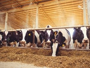 Cows in a factory farm eating hay|Selection of plant-foods